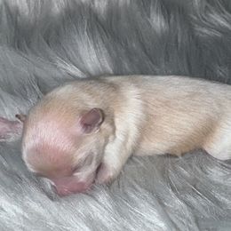 Dasher - Cream male Pomeranian puppy in Sandia, Texas from Broken Arrow Poms