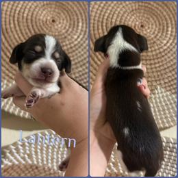 Lantern - Piebald male Dachshund puppy in Rockton, Illinois from K&M Dachshunds