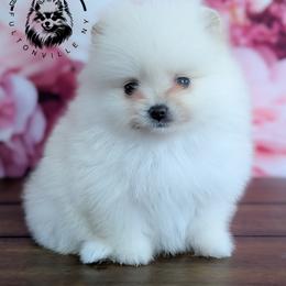 Icelyn - White female Pomeranian puppy in Fultonville, New York from Sandy Aussies & Pomeranians