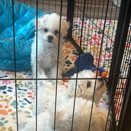 Bichon Frise All Grown Up from Johnson's Pups