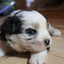 Dragon - Blue merle female Australian Shepherd puppy in Sonoita, Arizona from Gardner Canyon Kennels