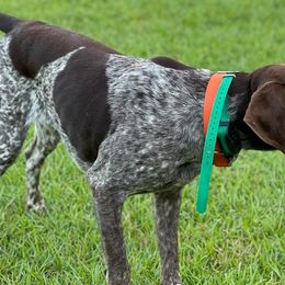 German Shorthaired Pointers from Judy Creek GSP's