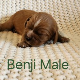 Benji - Ruby male Cavalier King Charles Spaniel puppy in Traverse City, Michigan from Crozapulco Cavaliers AKC