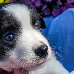 Black Tri Female - Black tri female Miniature American Shepherd puppy in Easton, Missouri from Country Creek Kennels