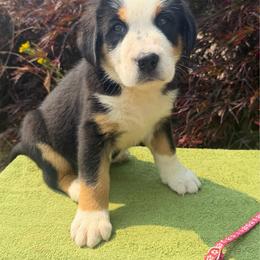 Pink Girl - Black, white and red female Greater Swiss Mountain Dog puppy in Oregon City, Oregon from Runamuck's Greater Swiss Mountain Dogs