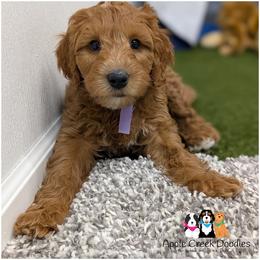 SAYLOR - OFA-Genetics-2 Yr Warranty. - Red  female Goldendoodle puppy in Jeddo, Michigan from Apple Creek Doodles