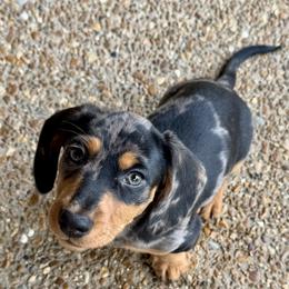 Rhett - Dachshund