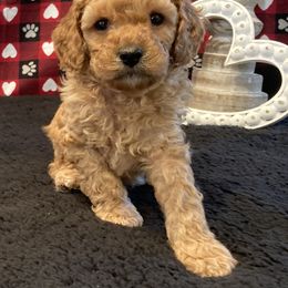 Cockapoo Puppies from Martin's Cockapoos