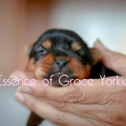 Yorkshire Terrier Puppies from Essence of Grace Yorkies