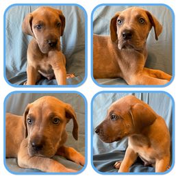 Boy 2 - Great Dane puppy in Mount Vernon, Illinois from Reagan’s Danes