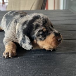 Gray collar - Dapple male Dachshund puppy in Paradise, Texas from Cap Ranch Miniature Dachshunds