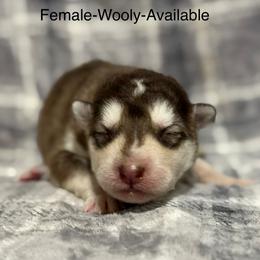 Girl 2 - Red and white female Alaskan Malamute puppy in Rensselaer, Indiana from Moot Manor Malamutes