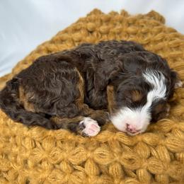 Muffin - Tri-color female Bernedoodle puppy in Alpharetta, Georgia from Doodles of Buckhead