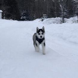 Boy 1 - Black and white male Siberian Husky puppy in Solon Springs, Wisconsin from Snowfall Siberians