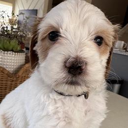 Domino - Cream female Goldendoodle puppy in Gilbert, Arizona from DogHouse Doodles