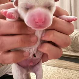 Boy 2 - Cream male Shiba Inu puppy in Rohnert Park, California from Shiba Inn