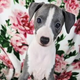 Signature Move - White and blue male Italian Greyhound puppy in Cadwell, Georgia from All The DoDa Day Italian Greyhounds