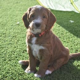 Goldendoodle Puppies from Gertie’s Goldendoodles