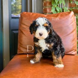 Ida - Tri-color female Bernedoodle puppy in Tulsa, Oklahoma from The Poodle Co. Raising Doodles & Poodles