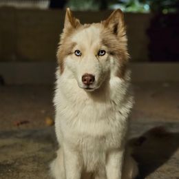 Toga - Siberian Husky