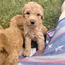 Poodle Puppies from Grace Colt Farms