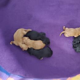 Aussiedoodle, Australian Shepherd, Bernedoodle, Cockapoo, and Poodle Puppies from Sis' Doodles & Poodles