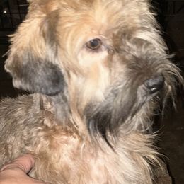 Tin - Gold sable male Havanese puppy in Pearland, Texas from Herds Of Havanese