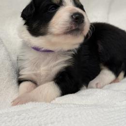 Border Collie Puppies from Hill Valey Border Collies
