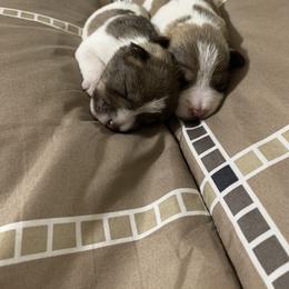 Miniature Schnauzer Puppies from Circle R Ranch