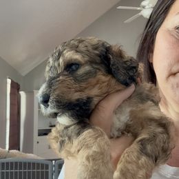 Bernedoodle Puppies from Triple W Doodles