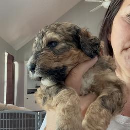 Bernedoodle Puppies from Triple W Doodles