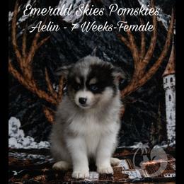 Aelin - Merle female Pomsky puppy in Sumter, South Carolina from Emerald Skies Pomskies