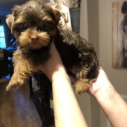 Yorkshire Terrier Puppies from Happy Days Acres and Yorkies