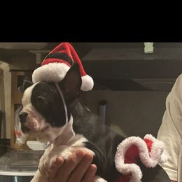 Baby girl - Black and white female Boston Terrier puppy in Covington, Georgia from Tuxedo Bostons of Atlanta