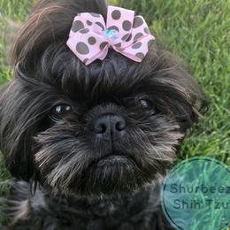 Maggie - Shih Tzu