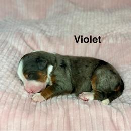 Violet - Blue merle female Bernedoodle puppy in Sugarcreek, Ohio from Cuddly Companion Doodles