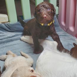 Bear - Chocolate male Labradoodle puppy in Siloam Springs, Arkansas from Siloam Doodles