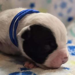 Fudge - White male American Bulldog puppy in Three Rivers, Michigan from Jemms Kennels