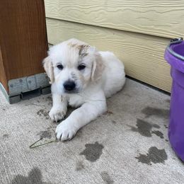 Golden Retriever Puppies from Starbrite Golden Retrievers