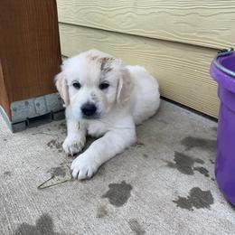 Golden Retriever Puppies from Starbrite Golden Retrievers