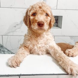 Goldendoodle Puppies from Summer Sun Doodles