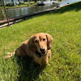 Moe - Dachshund