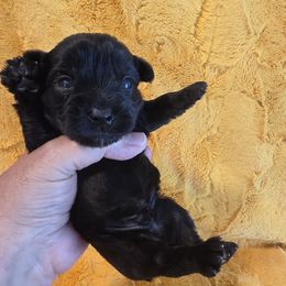 Kingston - Parti male Yorkshire Terrier puppy in Clermont, Florida from Bella's Prissy Butts