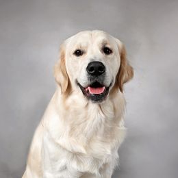 Luke - Golden Retriever