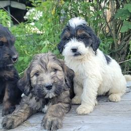 Saint Berdoodle and Saint Bernard Puppies from PNW Saint Berdoodles