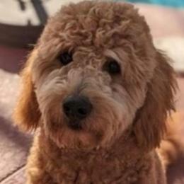 Teddy - Goldendoodle