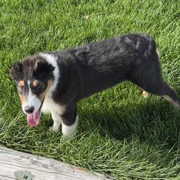Jewlie's Black Tri Boy 2 - Black tri-color male Australian Shepherd puppy in Mt. Pleasant, Utah from WildeOak Aussies