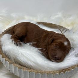 White Female - Apricot female Goldendoodle puppy in Great Falls, Montana from Montana Goldendoodles