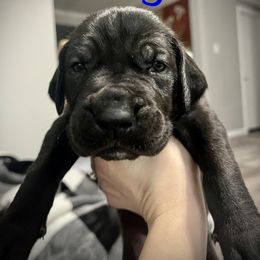 Midnight - Great Dane puppy in Richmond, Texas from Ashli’s Great Danes