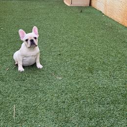 Kendall - Cream female French Bulldog puppy in Largo, Florida from Big Daddy Frenchies